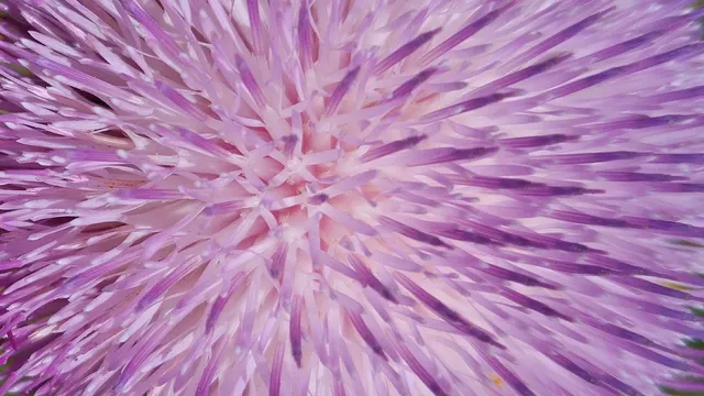 shine.jpg shine.jpg